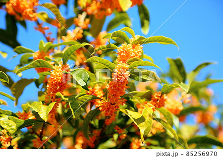 キンモクセイの花 85256970