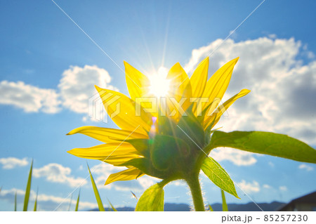 向日葵畑の一凛の花 向日葵畑の一凛の花 85257230