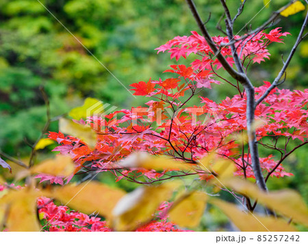 北アルプス黒部峡谷下の廊下の秋の風景 ハウチワカエデ 北アルプス黒部峡谷下の廊下の秋の風景 ハウチワカエデ 85257242