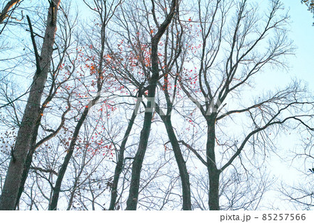 秋 冬 イメージ 雑木林 公園 散歩道 秋 冬 イメージ 雑木林 公園 散歩道 85257566