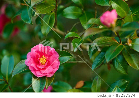 新年を待つ草花　あけぼの山公園 85257574