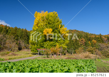 山村の大銀杏 山村の大銀杏 85257621