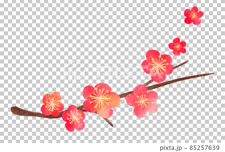 枝付き紅梅01(水彩画風イラスト) 枝付き紅梅01(水彩画風イラスト) 85257639