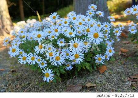 ナカガワノギクの花 85257712