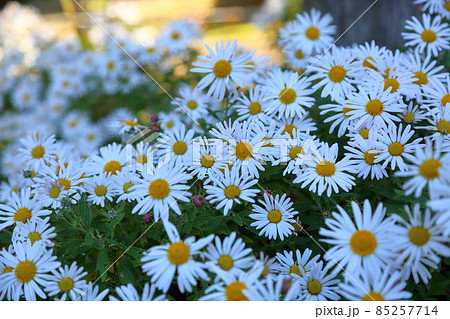 ナカガワノギクの花 ナカガワノギクの花 85257714