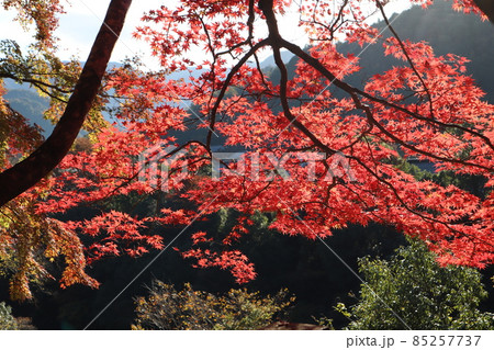 ピントを合わせた赤く紅葉した葉の木の先に森や村や山や青空や白い雲がぼんやり見える風景 ピントを合わせた赤く紅葉した葉の木の先に森や村や山や青空や白い雲がぼんやり見える風景 85257737