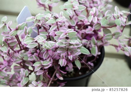Top view of the pink and green leaves on a Callisia Top view of the pink and green leaves on a Callisia 85257826
