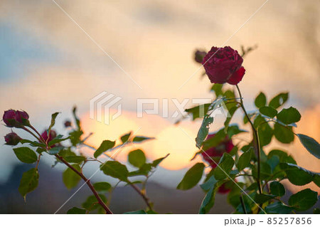 新年を待つ草花　あけぼの山公園 85257856