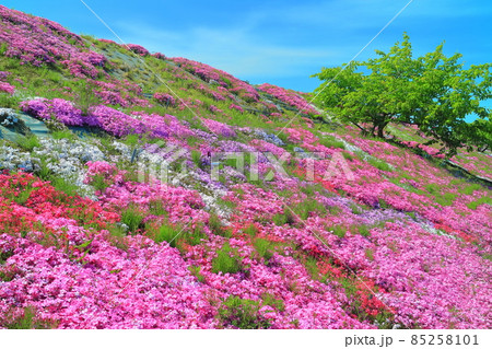 【愛媛県】晴天下の芝桜(西条市禎瑞) 【愛媛県】晴天下の芝桜(西条市禎瑞) 85258101