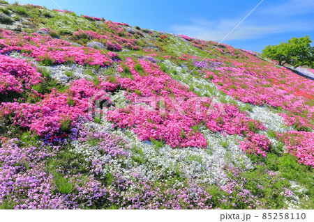 【愛媛県】晴天下の芝桜(西条市禎瑞) 【愛媛県】晴天下の芝桜(西条市禎瑞) 85258110
