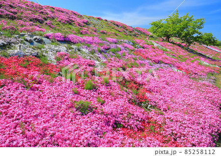 【愛媛県】晴天下の芝桜(西条市禎瑞) 【愛媛県】晴天下の芝桜(西条市禎瑞) 85258112
