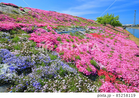【愛媛県】晴天下の芝桜(西条市禎瑞) 【愛媛県】晴天下の芝桜(西条市禎瑞) 85258119