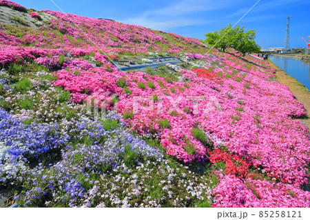 【愛媛県】晴天下の芝桜(西条市禎瑞) 【愛媛県】晴天下の芝桜(西条市禎瑞) 85258121