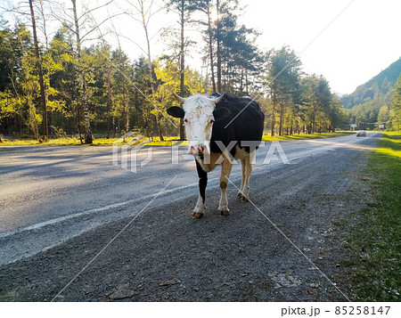 A large black and white-headed cow stands in the middle of a road  in the forest 85258147
