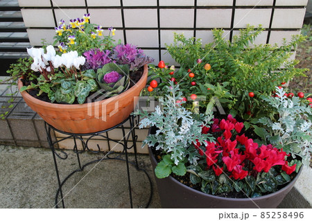 玄関回り冬の花寄せ植え 玄関回り冬の花寄せ植え 85258496