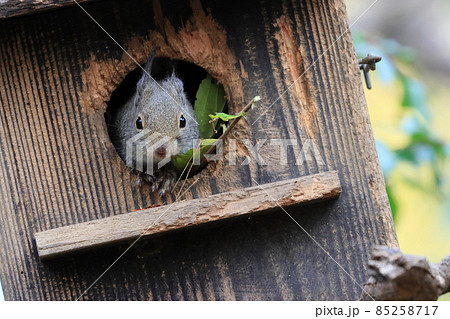 巣箱から顔を出す二ホンリス　冬毛の二ホンリス 85258717