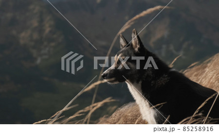 Close-up laika dog looks into camera in mountains. Portrait of cute pet which sits in profile in dry golden grass. High grass flies in wind on sunset. No people Close-up laika dog looks into camera in mountains. Portrait of cute pet which sits in profile in dry golden grass. High grass flies in wind on sunset. No people 85258916