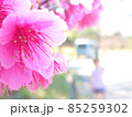 寒緋桜 85259302