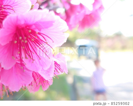 寒緋桜 85259302