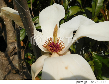 ハクモクレンの花 85259578