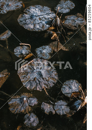 枯れた蓮と凍結した水面 85259604