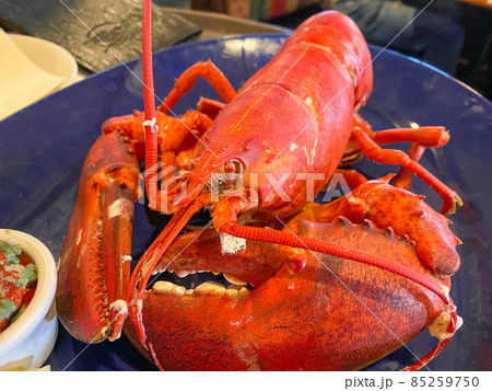 ライブロブスターのスチーム 85259750