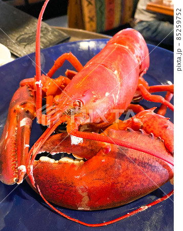 ライブロブスターのスチーム 85259752