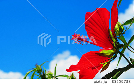 モミジアオイと青空の風景 85259788