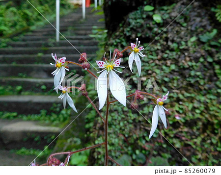 ユキノシタの花 ユキノシタの花 85260079
