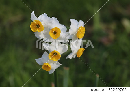 冬の庭に咲く日本水仙の白い花の写真素材