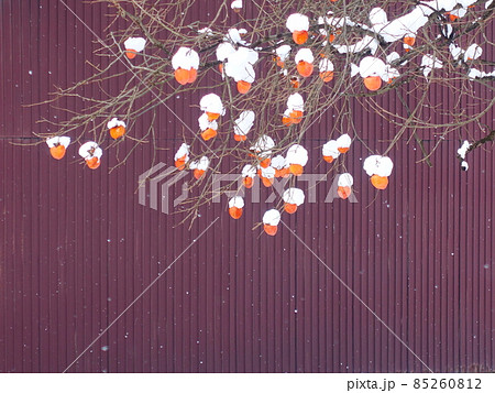 雪柿 柿 雪 冬 ムクドリ 冬鳥 雪柿 柿 雪 冬 ムクドリ 冬鳥 85260812