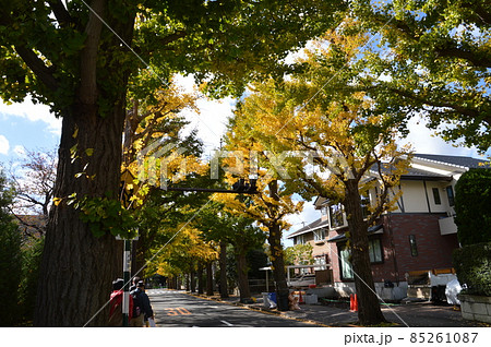 田園調布の紅葉 85261087