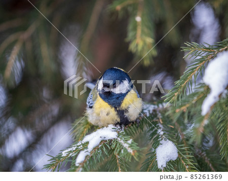 Cute bird Great tit, songbird sitting on the fir branch with snow in winter Cute bird Great tit, songbird sitting on the fir branch with snow in winter 85261369