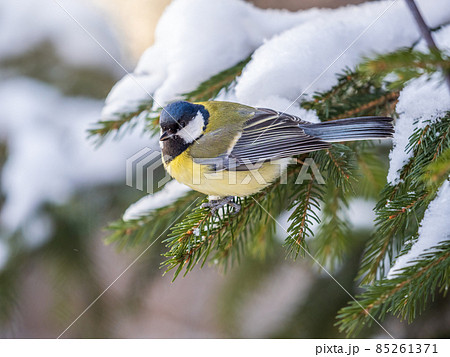 Cute bird Great tit, songbird sitting on the fir branch with snow in winter 85261371