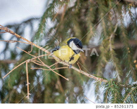 Cute bird Great tit, songbird sitting on the fir branch 85261375