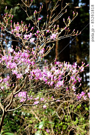 杉林のミツバツツジ　【相模原市津久井　4月】 85261818