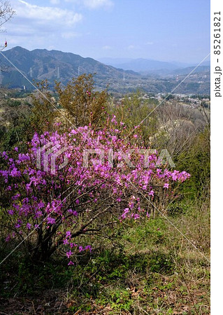 ミツバツツジ咲く堂所山より津久井丘陵を望む　【相模原市津久井　4月】 85261821