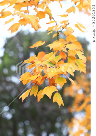 唐楓（トウカエデ）の紅葉 85261851