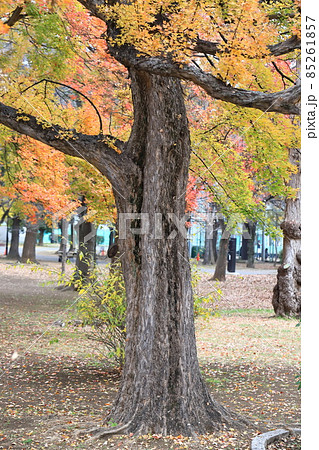 唐楓(トウカエデ)の紅葉 唐楓(トウカエデ)の紅葉 85261857