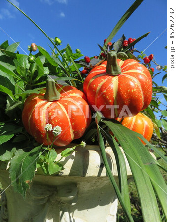 ハロウィーンイメージの寄せ植え ハロウィーンイメージの寄せ植え 85262232