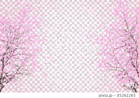 Two weeping cherry blossoms in full bloom Two weeping cherry blossoms in full bloom 85262265