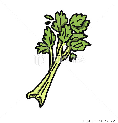 生のセロリのイラスト 生のセロリのイラスト 85262372