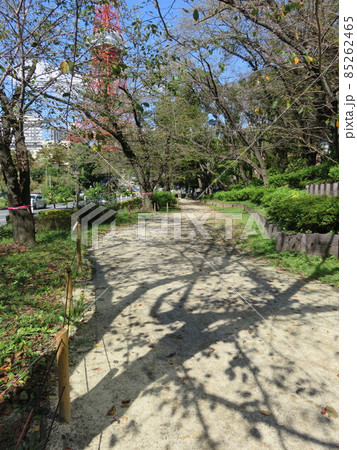 秋の晴れた日の公園の遊歩道 秋の晴れた日の公園の遊歩道 85262465