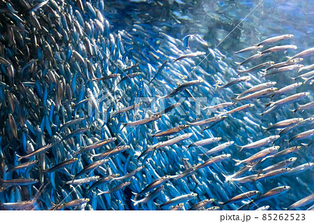 愛知県　名古屋港水族館　イワシトルネード 85262523