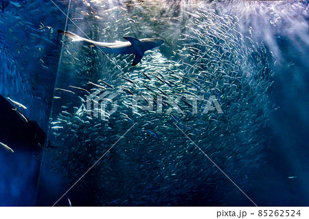 愛知県　名古屋港水族館　イワシトルネード 85262524