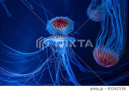 愛知県　名古屋港水族館　アカクラゲ 85262536