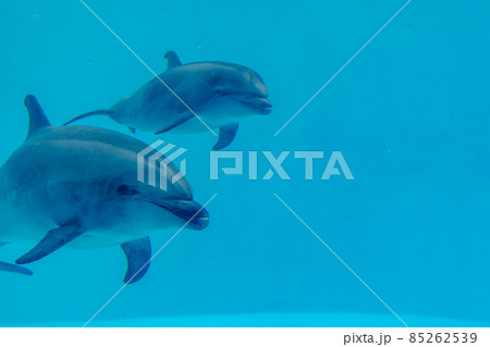 愛知県　名古屋港水族館　バンドウイルカ 85262539