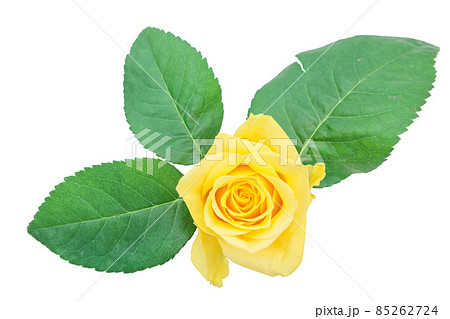 薔薇 黄色 黄色バラ イエローローズ バラ ばら 薔薇 黄色 黄色バラ イエローローズ バラ ばら 85262724