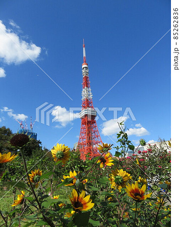 黄色い花越しに見える東京タワーの写真素材