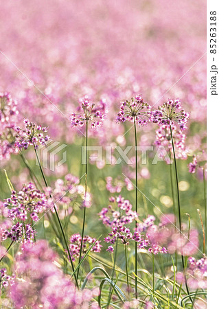 ラッキョウの花 (鳥取県北栄町) ラッキョウの花 (鳥取県北栄町) 85263188